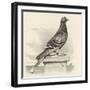 Messenger Pigeon with Message Strapped to Foot-J. Carter-beard-Framed Art Print