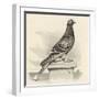 Messenger Pigeon with Message Strapped to Foot-J. Carter-beard-Framed Art Print