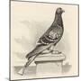 Messenger Pigeon with Message Strapped to Foot-J. Carter-beard-Mounted Art Print