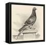 Messenger Pigeon with Message Strapped to Foot-J. Carter-beard-Framed Stretched Canvas