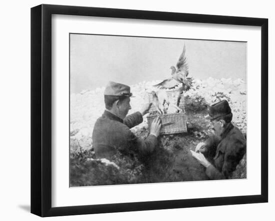 Messenger Pigeons Being Released at the Front Line, World War I, 1915-null-Framed Giclee Print