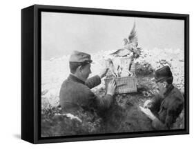 Messenger Pigeons Being Released at the Front Line, World War I, 1915-null-Framed Stretched Canvas