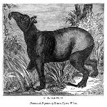 Indian Tapir, 1843-Messrs Sly and Wilson-Stretched Canvas