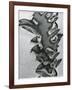 Metal Abrasion, c. 1975-Brett Weston-Framed Photographic Print