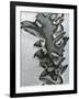 Metal Abrasion, c. 1975-Brett Weston-Framed Photographic Print