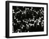 Metal Beams, Industrial, c. 1970-Brett Weston-Framed Photographic Print