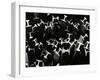 Metal Beams, Industrial, c. 1970-Brett Weston-Framed Photographic Print