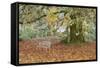 Metal Bench under Maple Tree, Quinault, Washington, USA-Jaynes Gallery-Framed Stretched Canvas