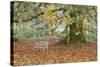 Metal Bench under Maple Tree, Quinault, Washington, USA-Jaynes Gallery-Stretched Canvas