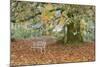 Metal Bench under Maple Tree, Quinault, Washington, USA-Jaynes Gallery-Mounted Photographic Print