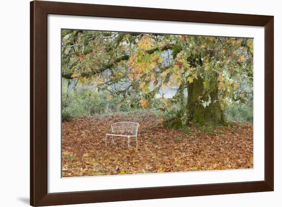 Metal Bench under Maple Tree, Quinault, Washington, USA-Jaynes Gallery-Framed Photographic Print