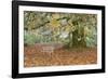 Metal Bench under Maple Tree, Quinault, Washington, USA-Jaynes Gallery-Framed Photographic Print