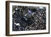 Metal Coils I-Brian Moore-Framed Photographic Print