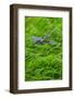 Metal dragonfly garden ornament-Lisa Engelbrecht-Framed Photographic Print