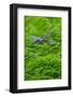 Metal dragonfly garden ornament-Lisa Engelbrecht-Framed Photographic Print