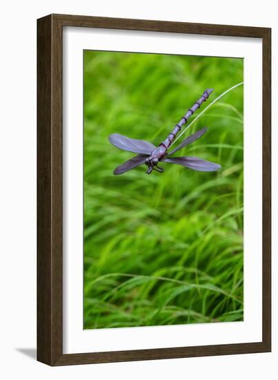 Metal dragonfly garden ornament-Lisa Engelbrecht-Framed Photographic Print