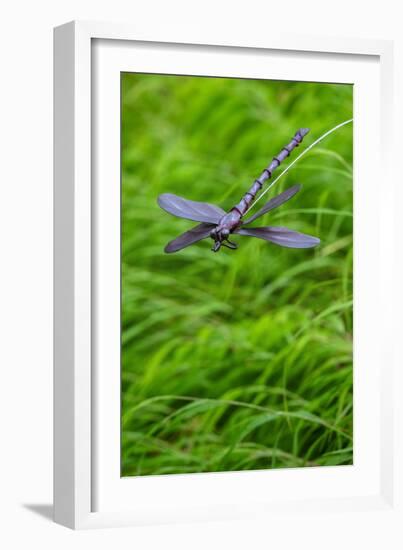 Metal dragonfly garden ornament-Lisa Engelbrecht-Framed Photographic Print