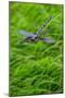 Metal dragonfly garden ornament-Lisa Engelbrecht-Mounted Photographic Print