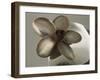 Metal Flower of Hammered Silver Center Piece-Arthur A. Dixon-Framed Giclee Print