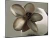 Metal Flower of Hammered Silver Center Piece-Arthur A. Dixon-Mounted Giclee Print