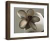 Metal Flower of Hammered Silver Center Piece-Arthur A. Dixon-Framed Giclee Print