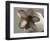 Metal Flower of Hammered Silver Center Piece-Arthur A. Dixon-Framed Giclee Print