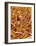 Metal Shavings-Micro Discovery-Framed Photographic Print