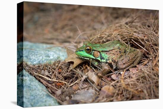 Metallic Green Frog Animal Photo Poster-null-Stretched Canvas