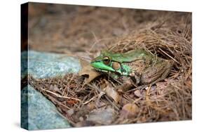 Metallic Green Frog Animal Photo Poster-null-Stretched Canvas