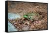 Metallic Green Frog Animal Photo Poster-null-Framed Stretched Canvas