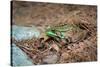 Metallic Green Frog Animal Photo Poster-null-Stretched Canvas