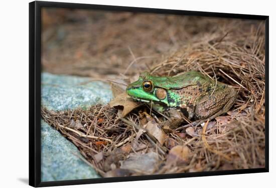 Metallic Green Frog Animal Photo Poster-null-Framed Poster