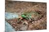 Metallic Green Frog Animal Photo Poster-null-Mounted Poster