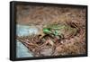 Metallic Green Frog Animal Photo Poster-null-Framed Poster