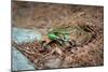 Metallic Green Frog Animal Photo Poster-null-Mounted Poster