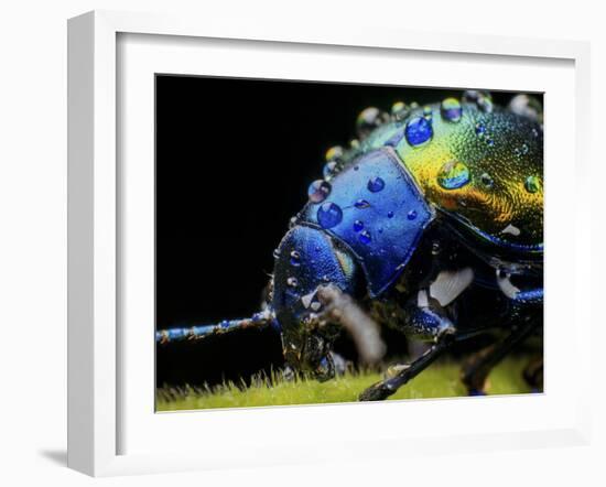 Metallic leaf beetle with rain droplets, in Aiuruoca, Minas Gerais, Brazil.-Joao Burini-Framed Photographic Print