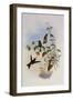 Metallic Puffleg, Eriocnemis Alin?-John Gould-Framed Giclee Print