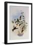 Metallic Puffleg, Eriocnemis Alin?-John Gould-Framed Giclee Print