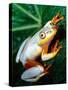 Metallic Reed Frog, Native to Madagascar-David Northcott-Stretched Canvas