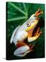 Metallic Reed Frog, Native to Madagascar-David Northcott-Stretched Canvas