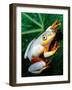 Metallic Reed Frog, Native to Madagascar-David Northcott-Framed Photographic Print