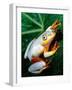 Metallic Reed Frog, Native to Madagascar-David Northcott-Framed Photographic Print