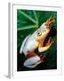 Metallic Reed Frog, Native to Madagascar-David Northcott-Framed Photographic Print