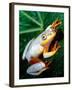 Metallic Reed Frog, Native to Madagascar-David Northcott-Framed Photographic Print