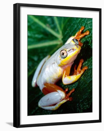 Metallic Reed Frog, Native to Madagascar-David Northcott-Framed Photographic Print