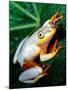 Metallic Reed Frog, Native to Madagascar-David Northcott-Mounted Photographic Print