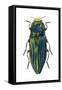 Metallic Wood-Boring Beetle (Buprestidae), Insects-Encyclopaedia Britannica-Framed Stretched Canvas