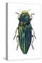 Metallic Wood-Boring Beetle (Buprestidae), Insects-Encyclopaedia Britannica-Stretched Canvas