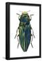 Metallic Wood-Boring Beetle (Buprestidae), Insects-Encyclopaedia Britannica-Framed Poster