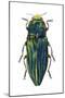 Metallic Wood-Boring Beetle (Buprestidae), Insects-Encyclopaedia Britannica-Mounted Poster